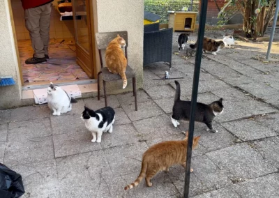 Les paniers chat et chien de l'EBE ZouVaï.