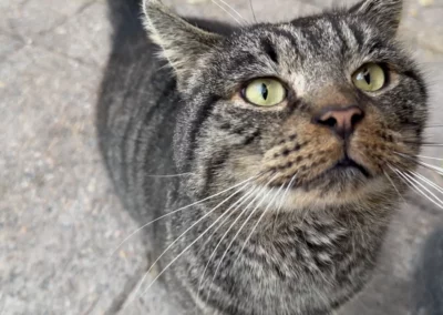 Les paniers chat et chien de l'EBE ZouVaï.